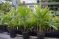 Preview: Trachycarpus fortunei- Hanfpalme frosthart 3 Stück Bandel.